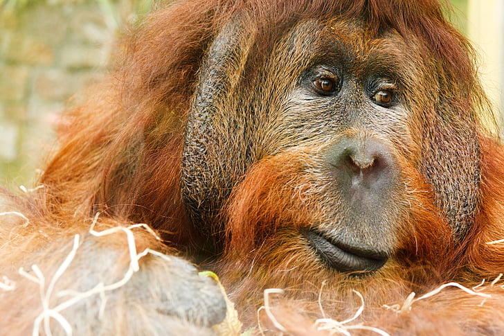 Foto, orangután, durante el día, naturaleza, naranja, Retrato, adulto