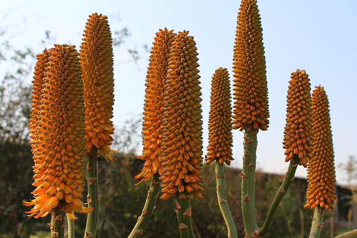 flor de Aloe, Aloe, suculenta, flor, planta, naturaleza, amarillo