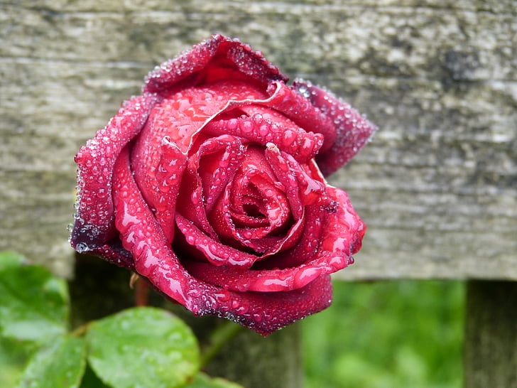 Роза, розовый, дождь, любовь, цветок, Роза - цветы, красный