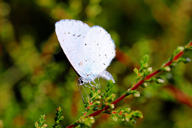 Holly bleu, Celastrina argiolus, papillon, papillons, insecte, aile, assis sur la bruyère ast
