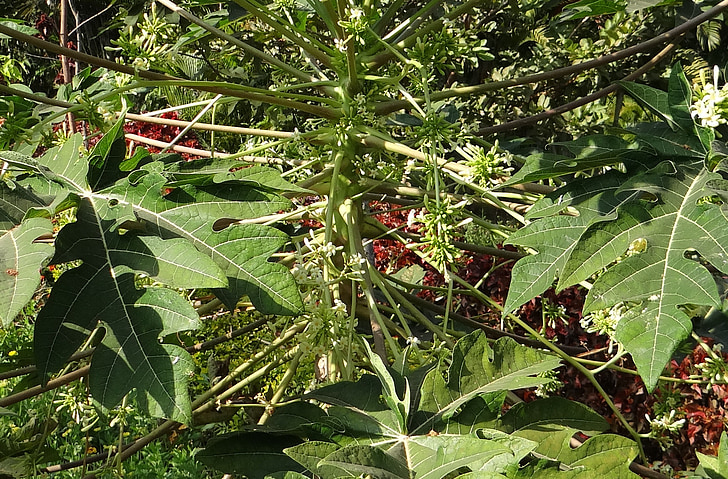 mamão, inflorescência masculina, frutas, tropical, Hubli, Índia
