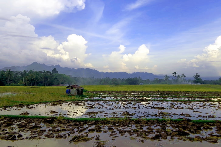 paisaje, natural, campo de arroz, naturaleza, hermosa, cielo, agua