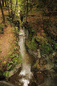 Stream, skog, natur, vann, natur liggende, treet, stein