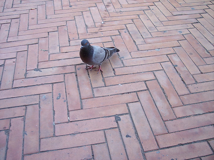 pigeon, colombo, bird, pigeon birds