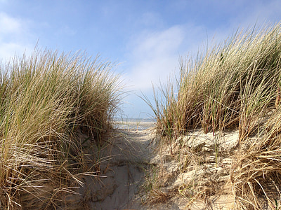 dune, mer du Nord, plage, paysage, graminées