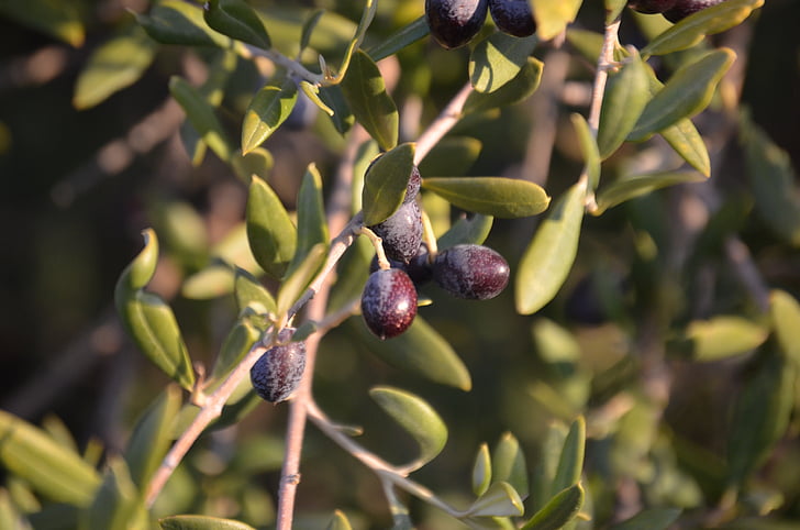 Wild olive, olijven, gek olijven