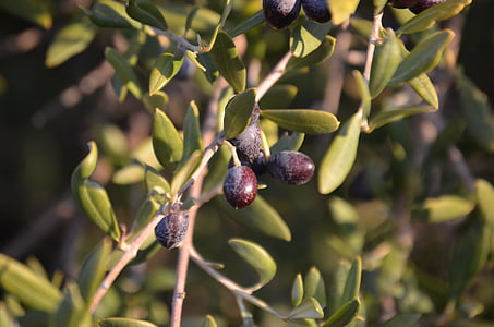 Wild olive, oliivid, hull oliivid