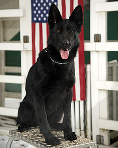 Γερμανικός Ποιμενικός, μαύρο, σκύλος, στρατιωτική, κυνικός, πορτρέτο, σκύλο εργασίας
