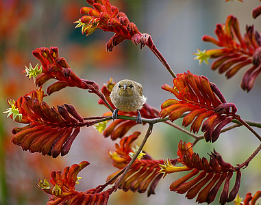 Lichmera marrom, pássaro, pequeno, pata do canguru flores, flores, laranja, néctar