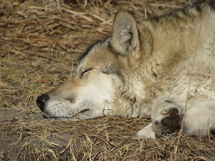 wolfdog, sói, con chó, khu bảo tồn, phục hồi chức năng, lông thú, cứu hộ