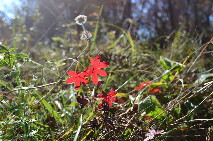hojas, hojas rojas, Geranio de los Pirineos, naturaleza, otoño, sol de noviembre, al aire libre