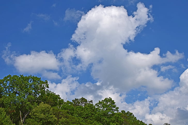 mraky nad stromy, Tennessee, Spojené státy americké, stromy, závod, mraky, řeka