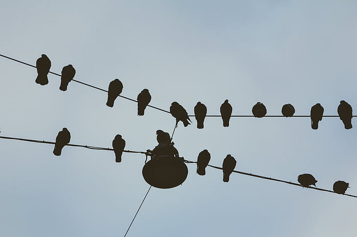 Merpati, kotoran, Duduk, burung