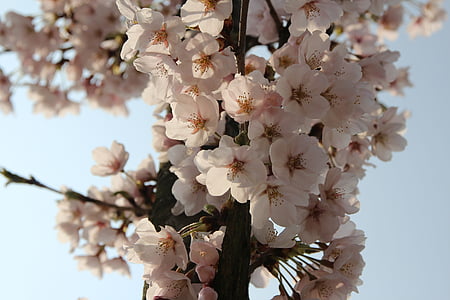 слива, Цветы, Весна, Природа, розовый, Цветочное дерево, яркий