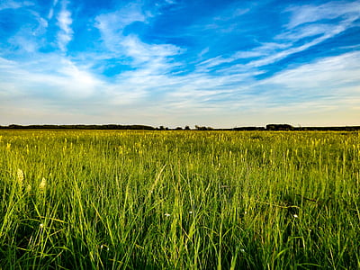 bidang, padang rumput, padang rumput hijau, alam, rumput, sinar matahari, pemandangan pedesaan