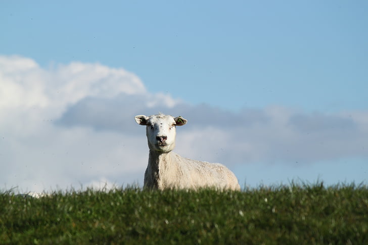 lambad, looma, kodumaise, vaatab, uudishimulik, väli, karjamaa