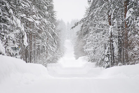 zimowe, śnieg, Pług grobli, drzewo, Szwecja, pejzaż zimowy, zimno