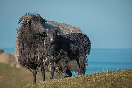 grijze gehoornde heidschnucke, Heidschnucke, schapen, lam, zwart, Helgoland, Oberland