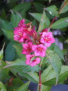 ornamental plant, flowers, bush, pink, flower