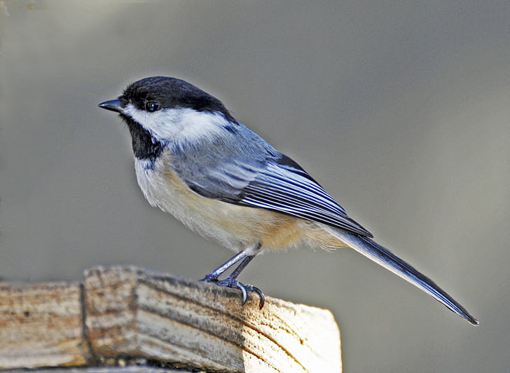 Bluebird, pájaro, primavera, cerca de, tit, naturaleza, animal