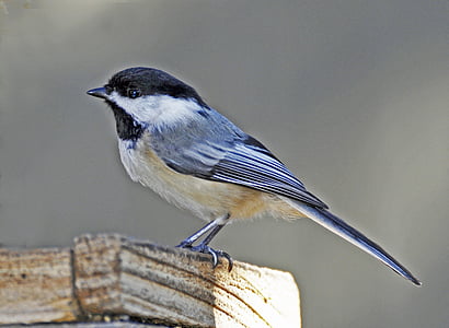 Bluebird, πουλί, άνοιξη, φράχτη, tit, φύση, ζώο