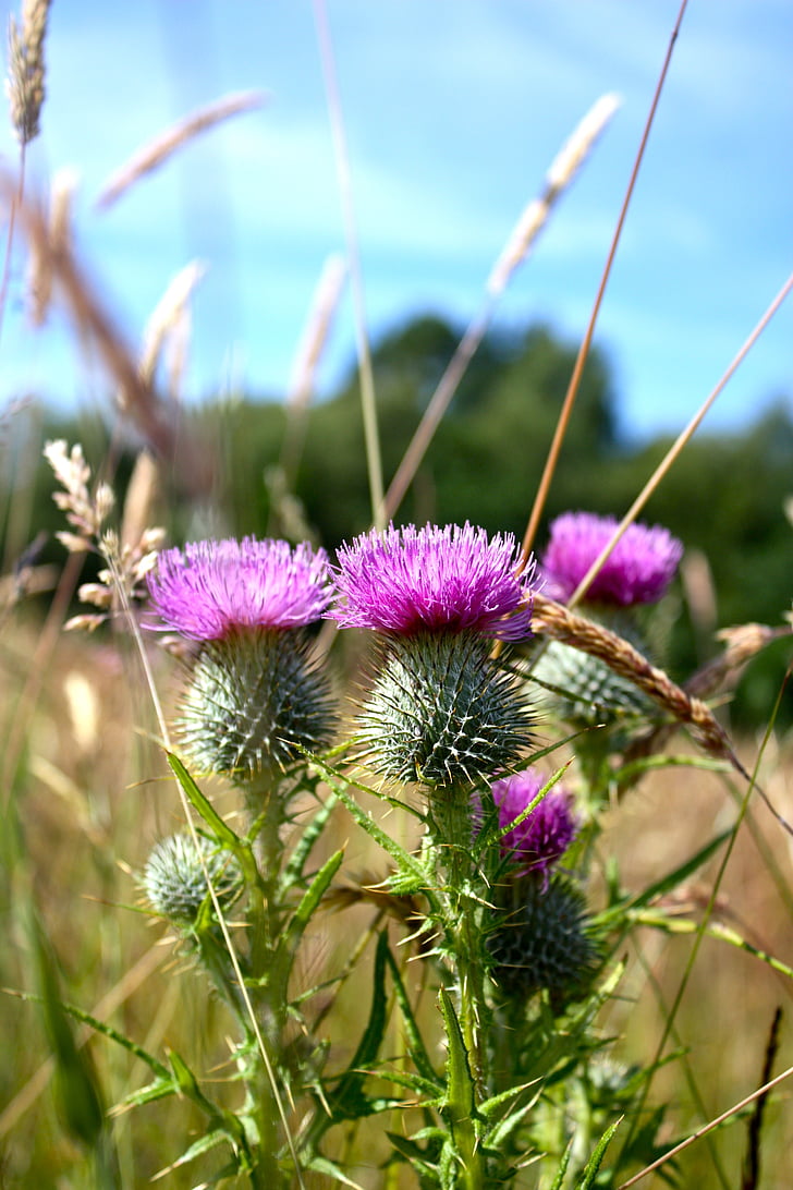 İskoçya, doğa, manzara, vahşi, Hill, İskoç, Highlands