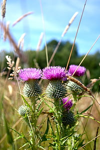 Escócia, natureza, paisagem, selvagem, colina, escocês, terras altas