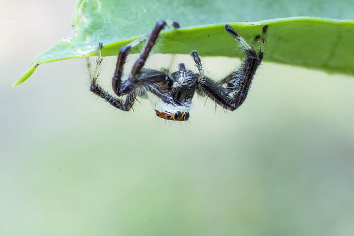 Spinne, Makro, Fehler, Insekt
