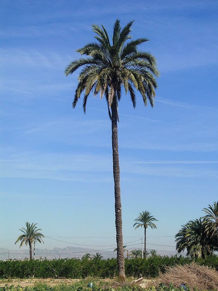 palm tree, field, elche
