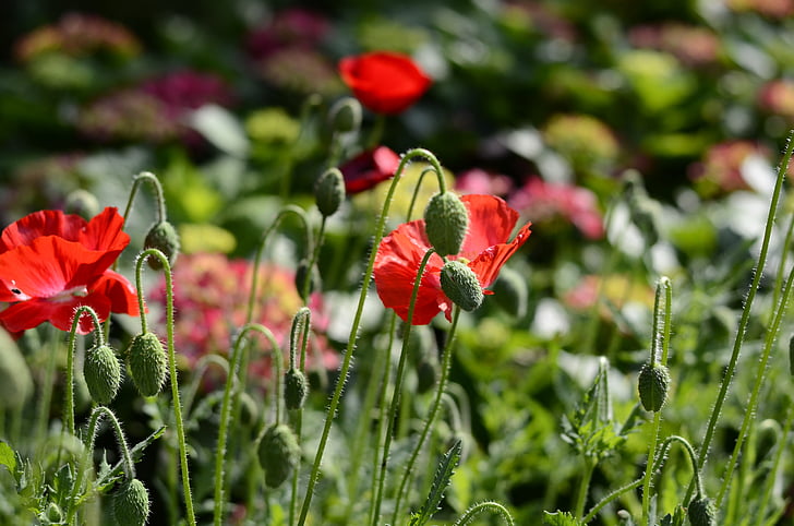 flower, red flowers, plant