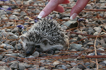 hedgehog, nhỏ, em bé, nhỏ, tai lớn, Dễ thương, động vật hoang dã