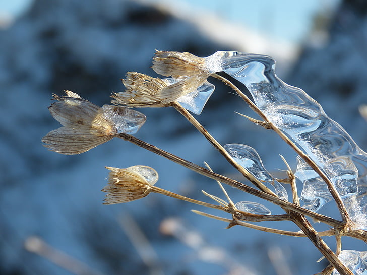 flower, winter, ice, withered, covered, frozen, iced