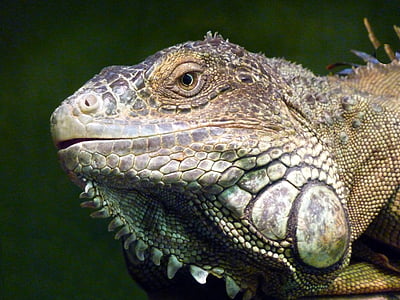 Iguana, Reptile, øgle, profil, ansikt, dyr, søt
