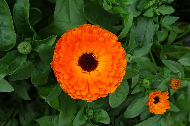 blomst, Alyssoides, potten marigold, engelsk marigold, genda, ringblomst, Asteraceae