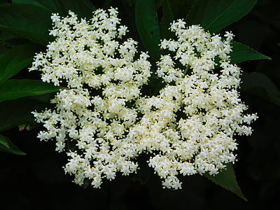 valkoinen, kukka, valkoinen kukka, luonnollinen, kevään, sadetta, Natura
