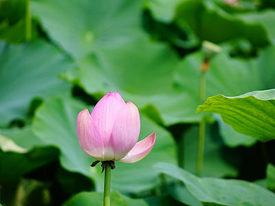 Lotus, landskap, vacker natur
