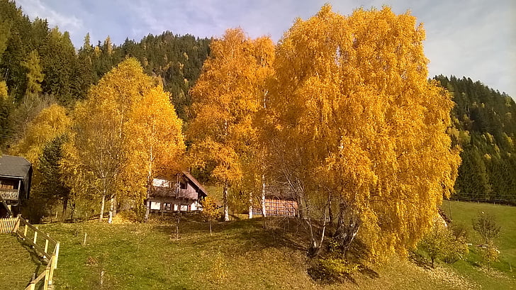 rudenį, medžiai, spalvinga, kraštovaizdžio