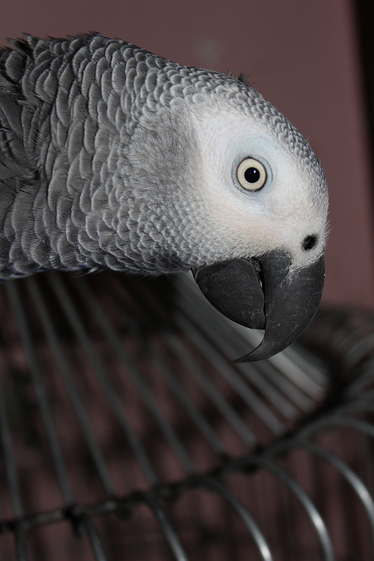 grå, papegøje, fugl, Pet