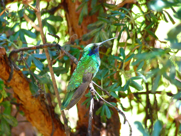 kolibrie, kolibries (Trochilidae), vogel, Shimmer, groen, kleine, nectar