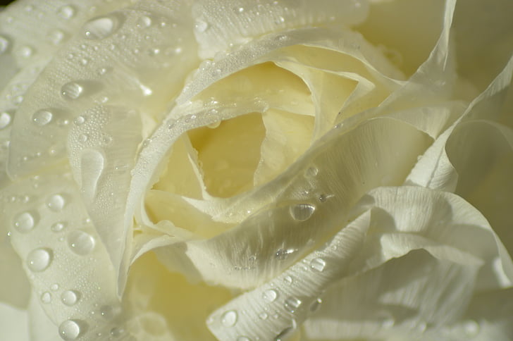roza, bijeli, cvijet, latice, Bijela ruža