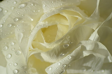 Rosa, weiß, Blume, Blütenblätter, Weiße rose
