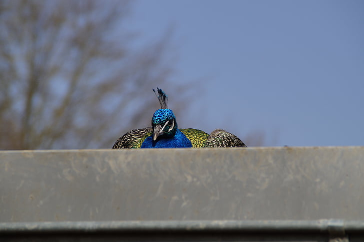 bird, peacock, males, close, crouch, roof, duck