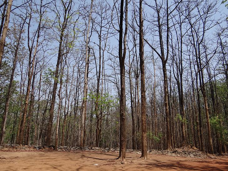 erdők, Dandeli, Karnataka, India, vadon élő, utazás