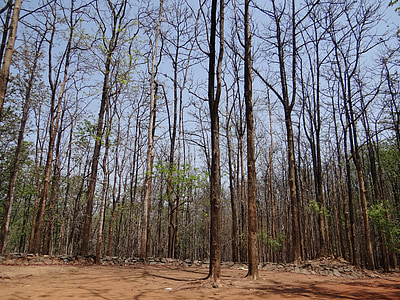 boscos, dandeli, Karnataka, l'Índia, salvatge, viatges