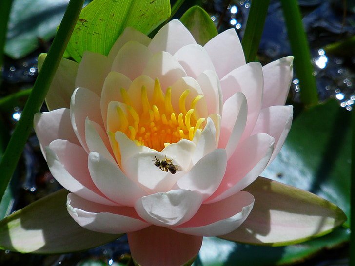 water lily, flower, pond, nature, white, lake rose, pond plant