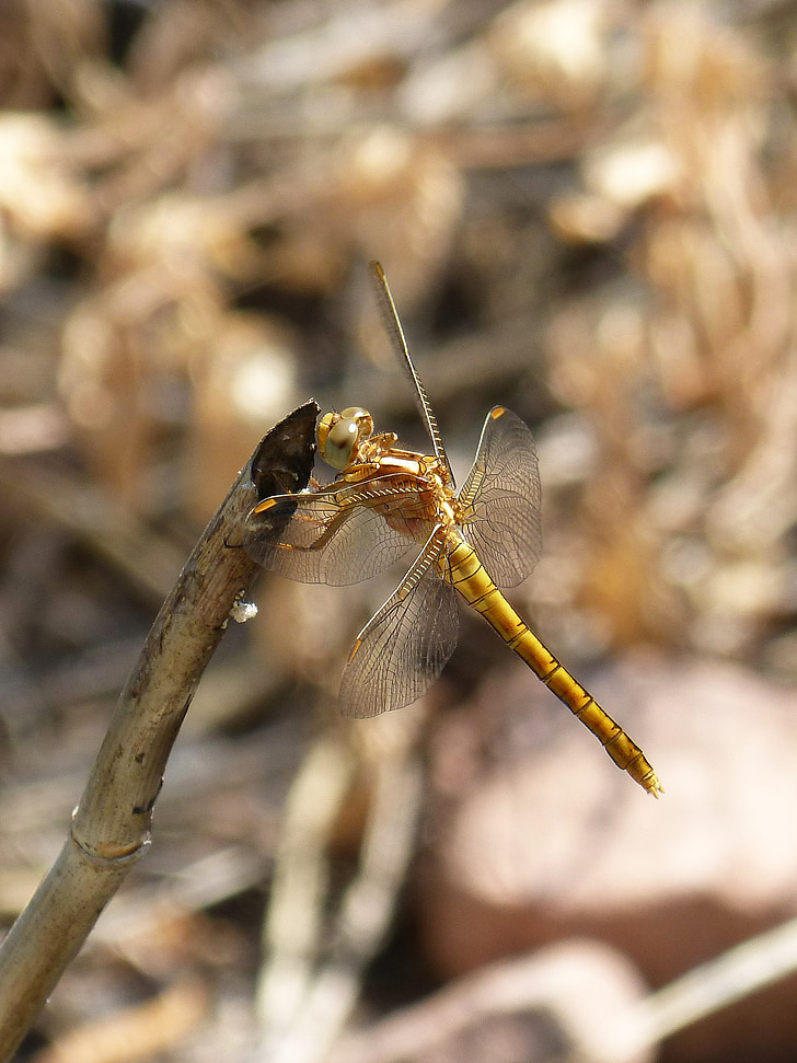 Dragonfly, Zlatý dragonfly, Sympetrum fonscolombii, větev, vodní prostředí, mokřadní, Krása
