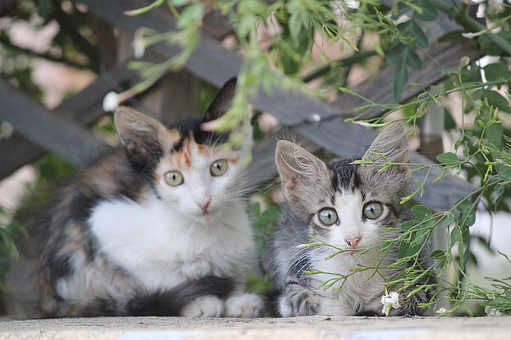 koťata, kočky, krásné kočky, Řecko, Chios, zvířata, Domácí zvířata