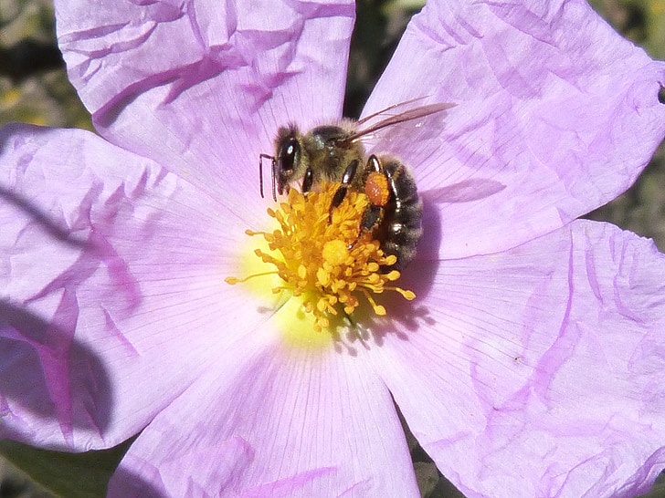 insecte, abeille, fleur, pollen, nectar