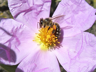 inseto, abelha, flor, pólen, néctar