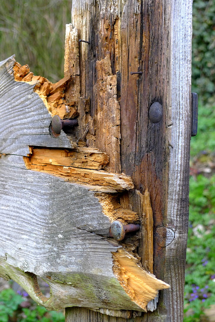 wood, fence, nails, environment, forest, wooden, board